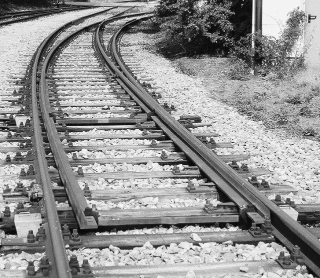 Rozj lukowy maly.jpg