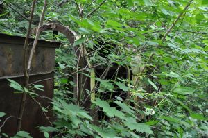 WLs40-773 2011.06.25 Trzeciewnica.jpg