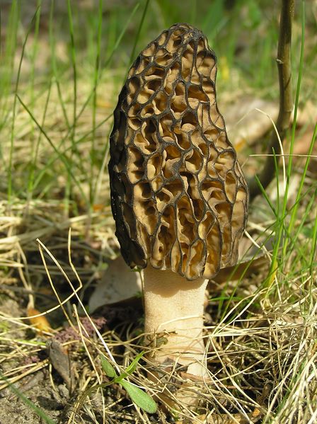Plik:Morchella conica 1 beentree.jpg